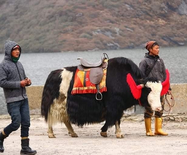 Adventurous Activities to Do in Sikkim 2022 - Yak ride in chagu lake