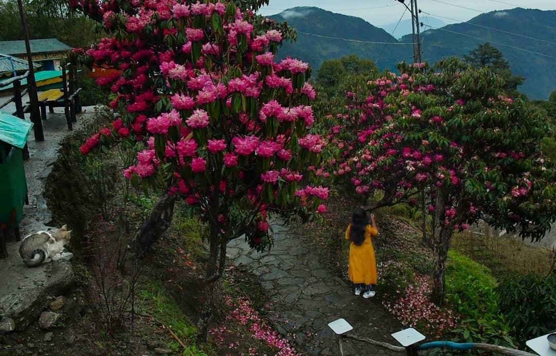 VARSEY - TravelGangtok